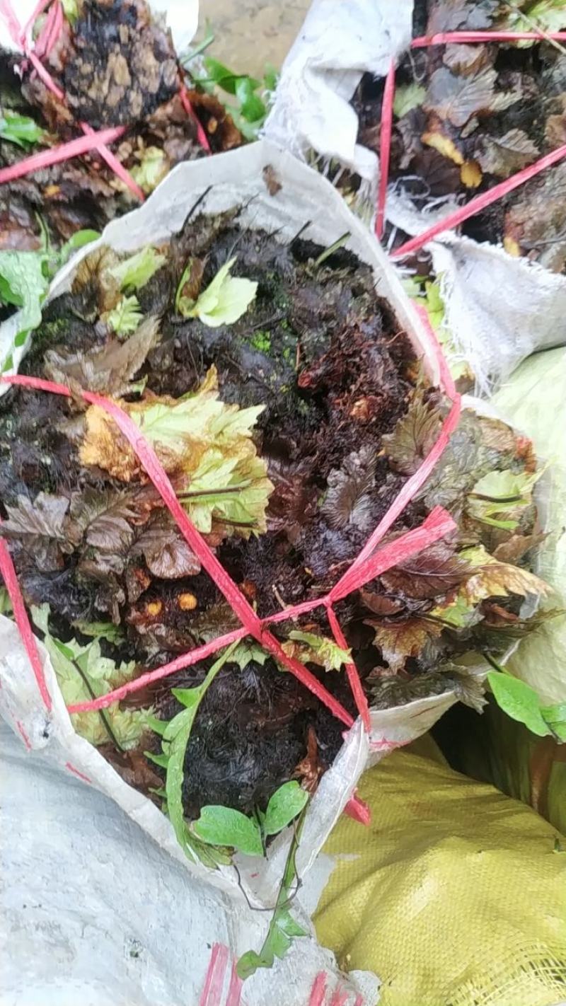 骨碎补鲜货