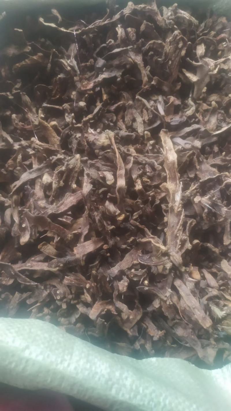 骨碎补鲜货
