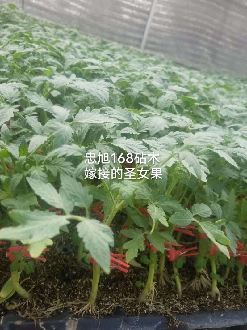 番茄砧木嫁接番茄砧木抗病能力强商品质量好抗青枯病