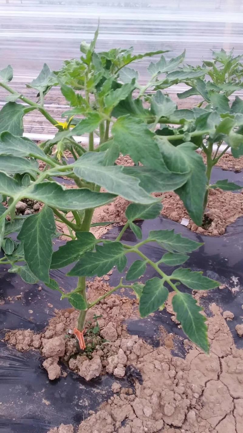 番茄砧木嫁接番茄砧木抗病能力强商品质量好抗青枯病
