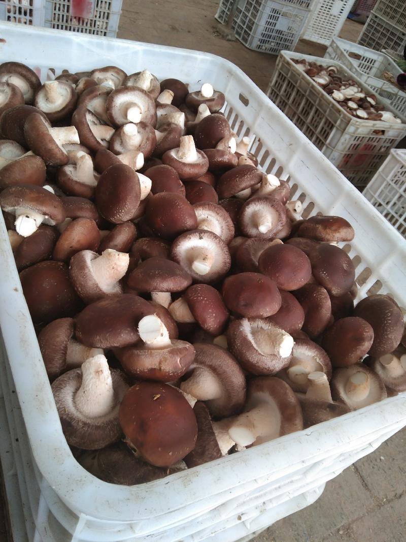 808香菇，0912香菇，各种规格香菇各种剪根香菇，超市