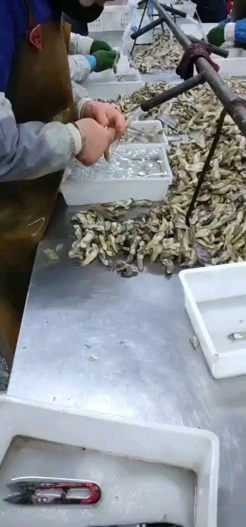 产地直销蛏王肉去沙嘴蛏王肉海蛏子肉圣子肉海鲜水产