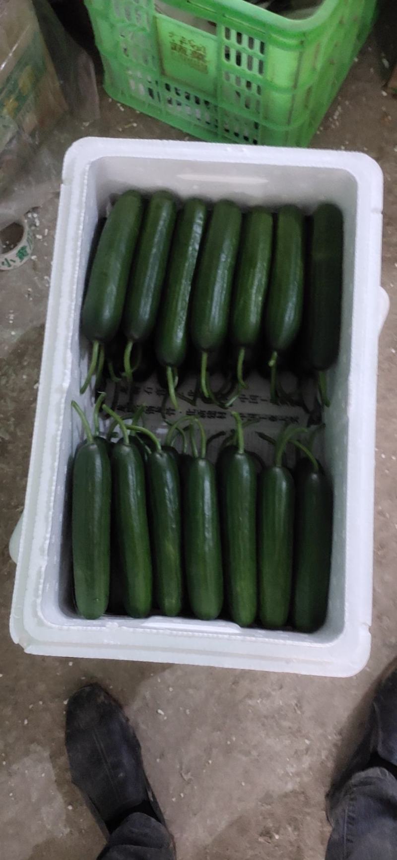 孝海文洋精品水果黄瓜基地，大量上市，价格低，质量优。