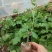 红提葡萄苗，果实粒大汁多，果肉厚，耐运输，丰产，抗病。