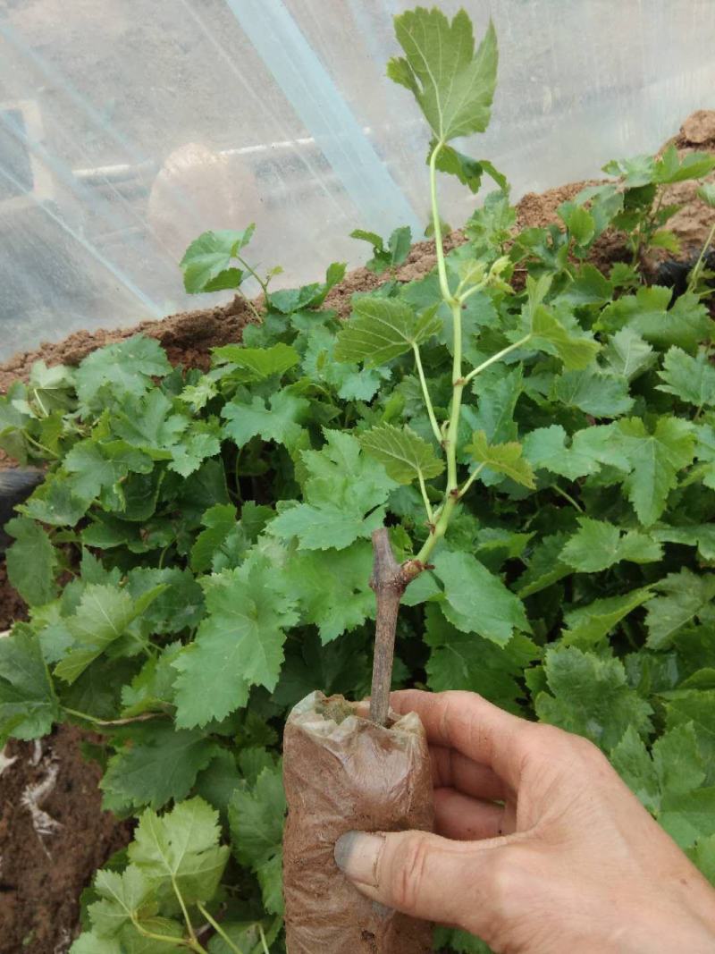 红提葡萄苗，果实粒大汁多，果肉厚，耐运输，丰产，抗病。
