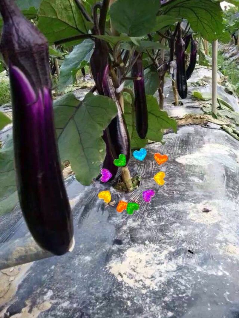 嫁接茄子砧茄子嫁接砧木种子茄子砧木种子茄子专用砧木