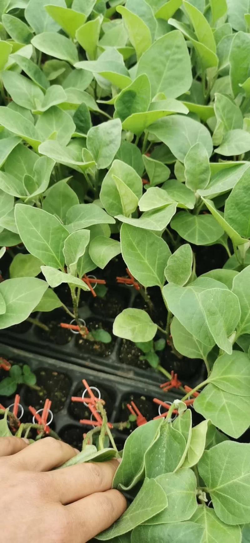 嫁接茄子砧茄子嫁接砧木种子茄子砧木种子茄子专用砧木