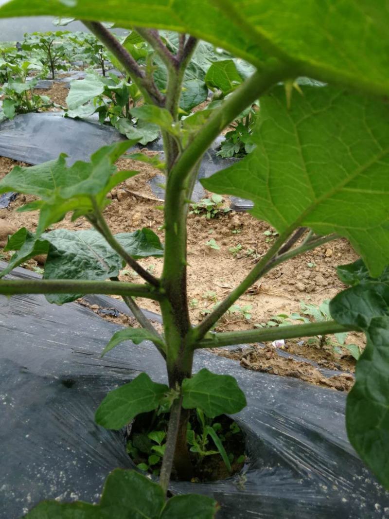 嫁接茄子砧茄子嫁接砧木种子茄子砧木种子茄子专用砧木