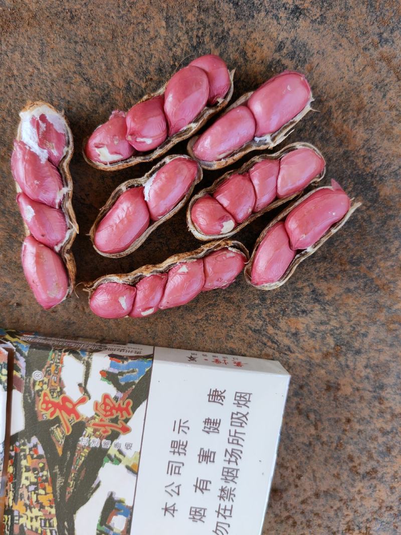 《产地直发》鲜花生，市场，超市，电商供货，代发全国各地