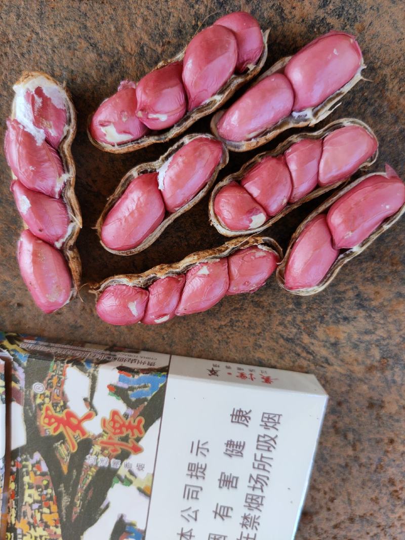 《产地直发》鲜花生，市场，超市，电商供货，代发全国各地