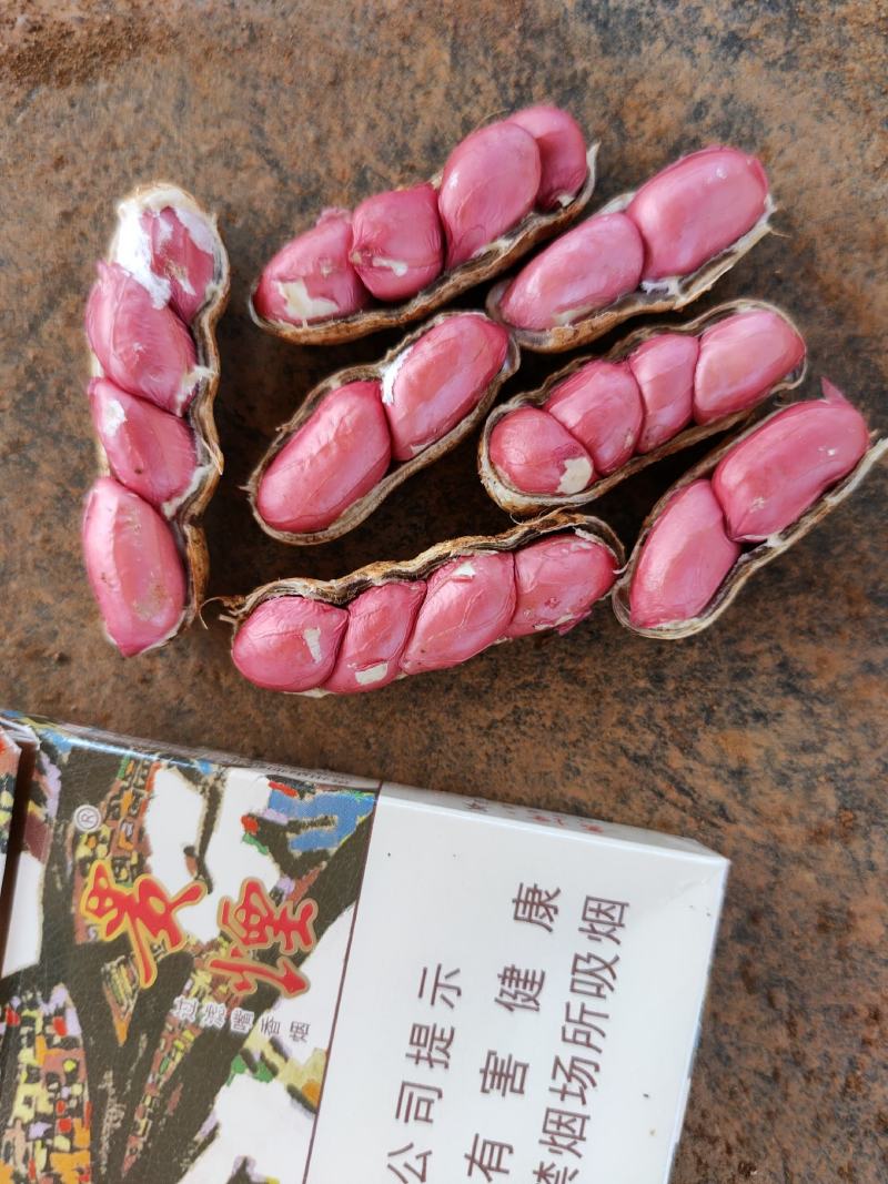 《产地直发》鲜花生，市场，超市，电商供货，代发全国各地