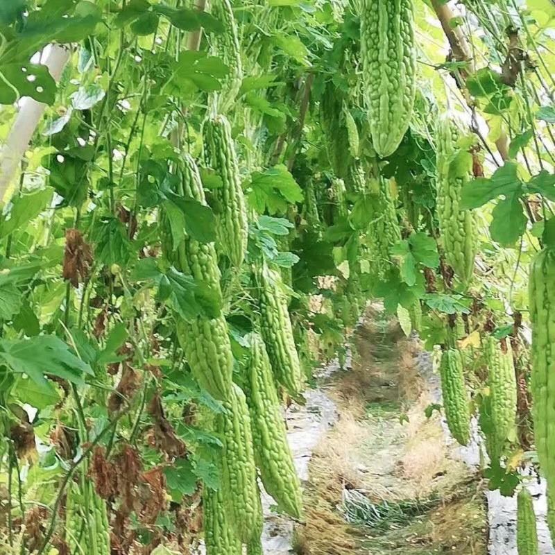 嫁接苦瓜砧木苦瓜嫁接砧木种子苦瓜嫁接专用砧木