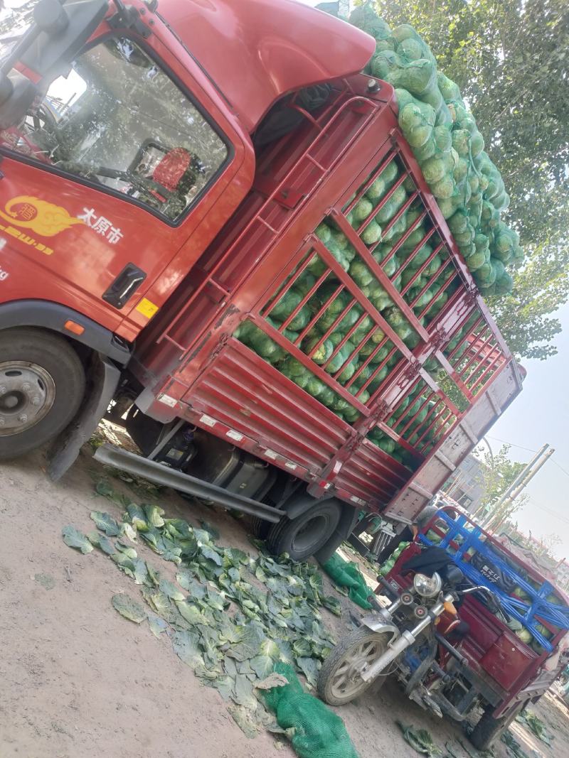 精品甘蓝圆包菜货源充足产地直发实力代办