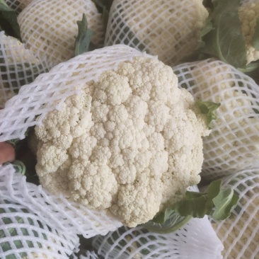 河南开封通许精品散花青梗有机花大量上市中