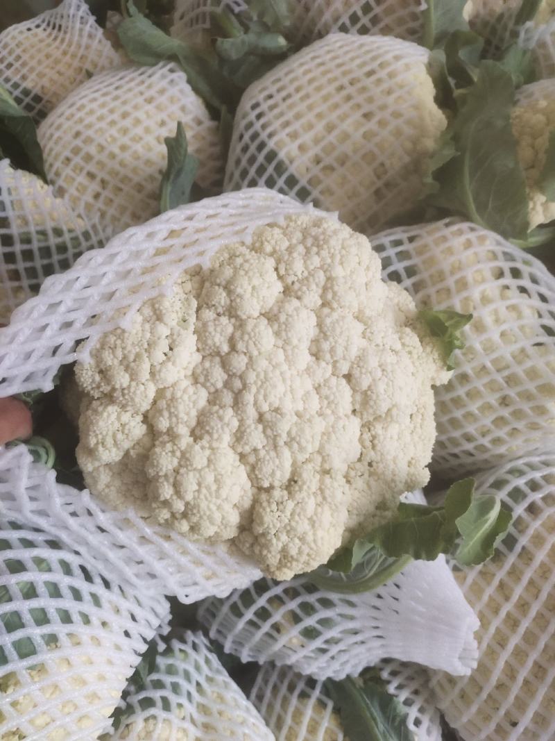 河南开封通许精品散花青梗有机花大量上市中