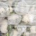 河南开封通许精品散花青梗有机花大量上市中