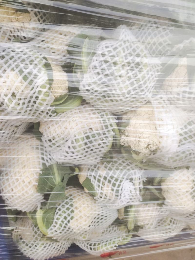 河南开封通许精品散花青梗有机花大量上市中
