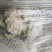 河南开封通许精品散花青梗有机花大量上市中