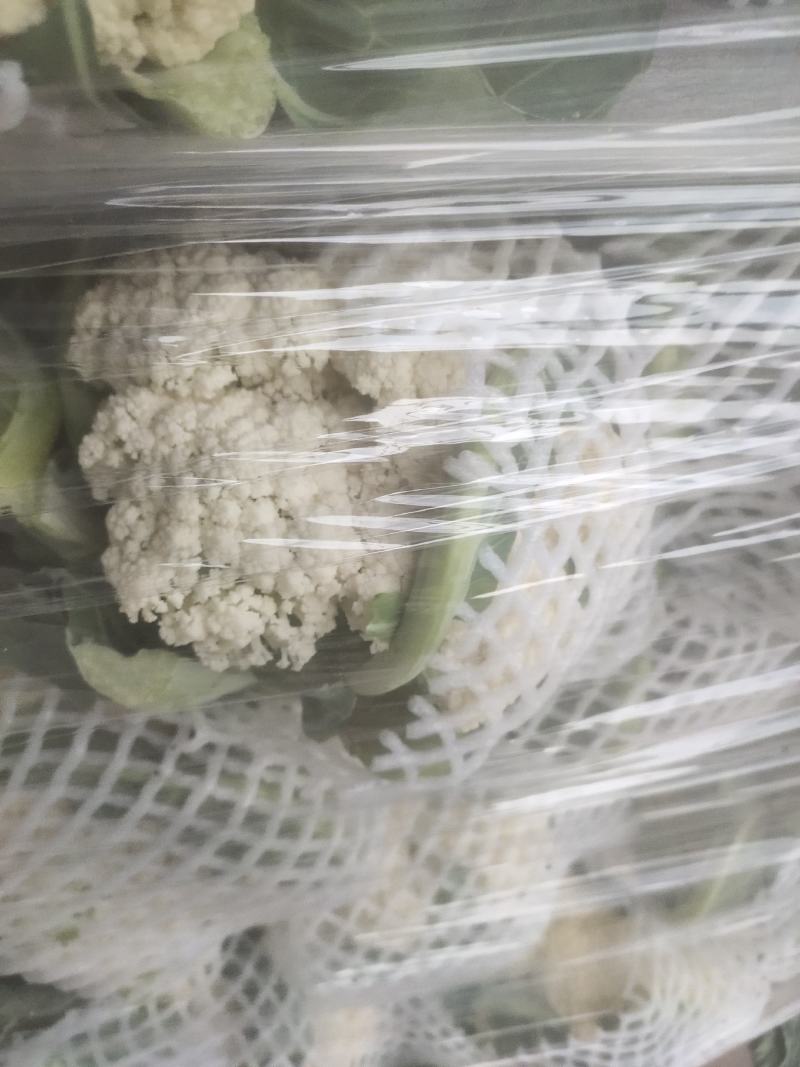 河南开封通许精品散花青梗有机花大量上市中