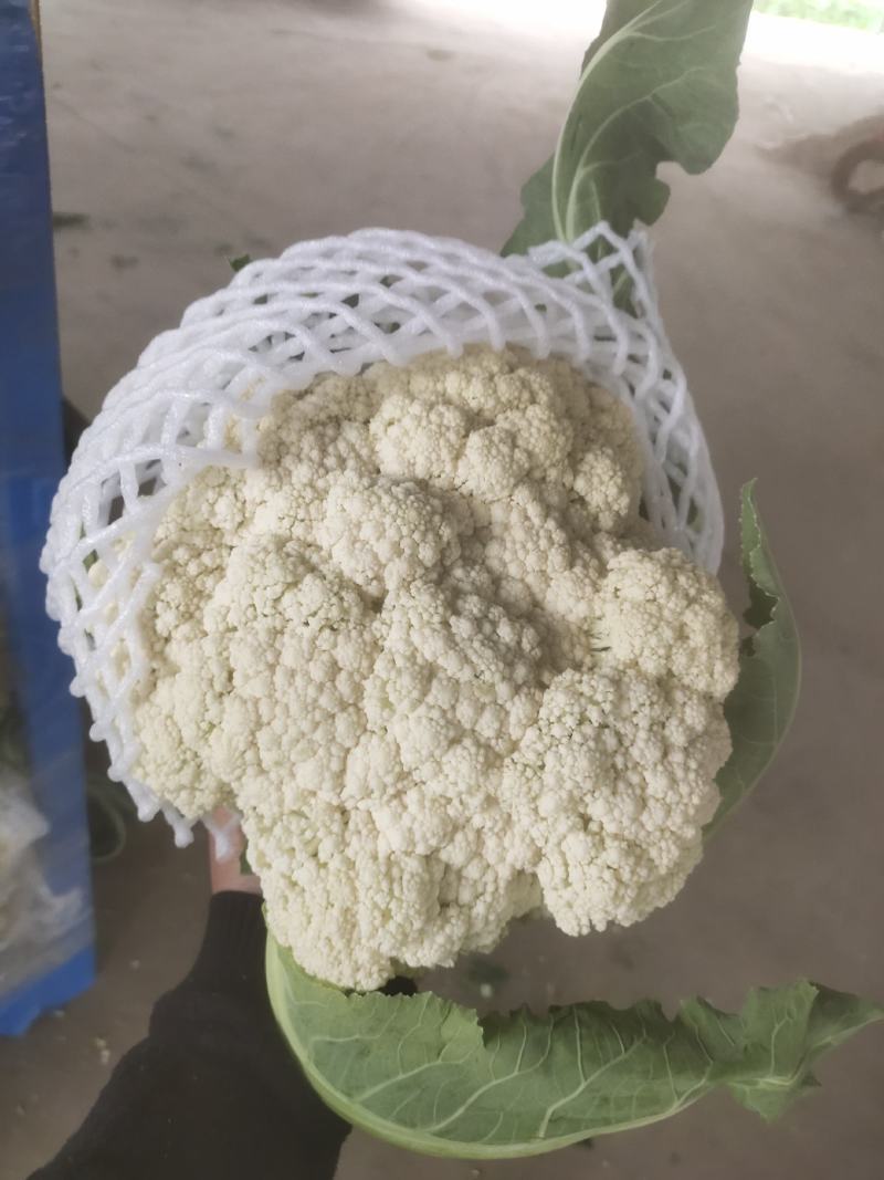 河南开封通许精品散花青梗有机花大量上市中