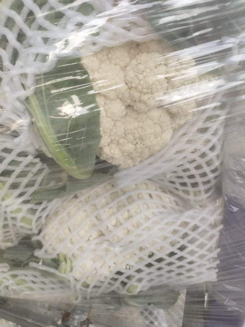 河南开封通许精品散花青梗有机花大量上市中