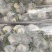 河南开封通许精品散花青梗有机花大量上市中