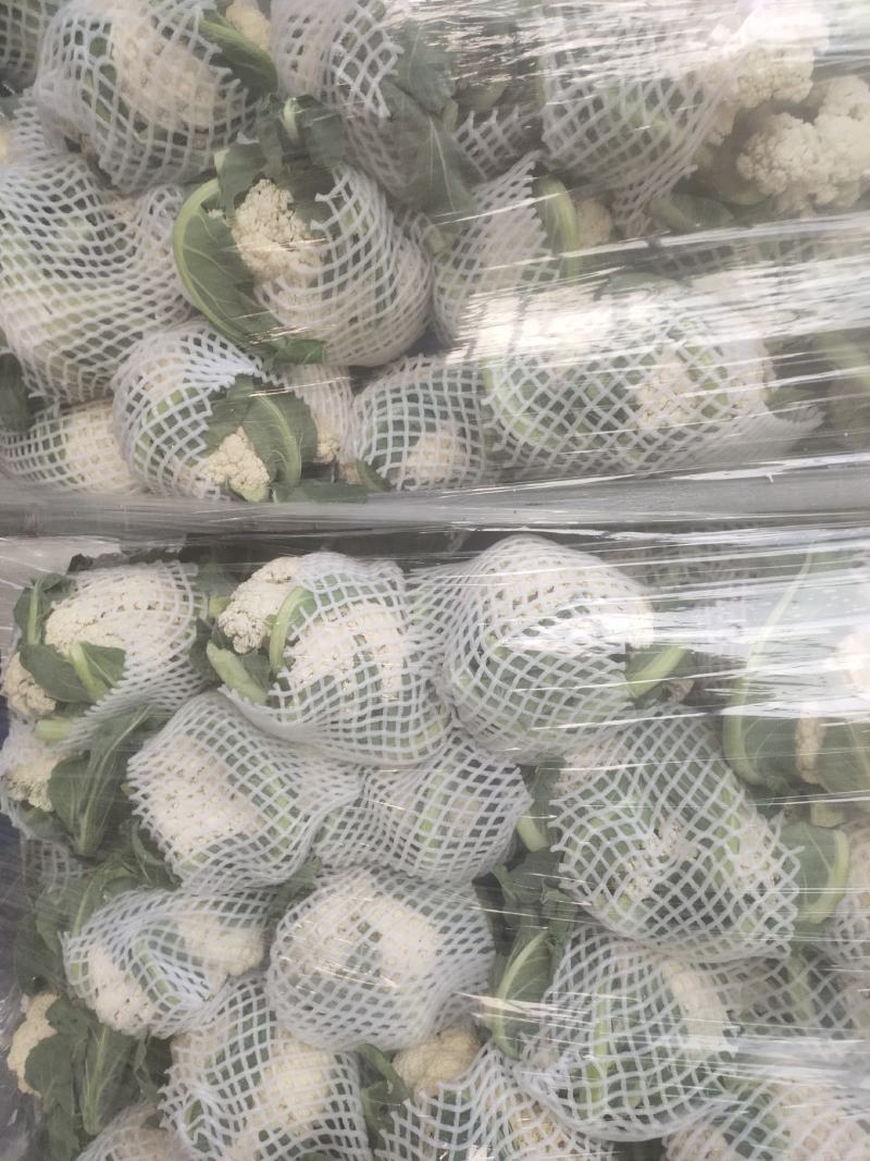 河南开封通许精品散花青梗有机花大量上市中