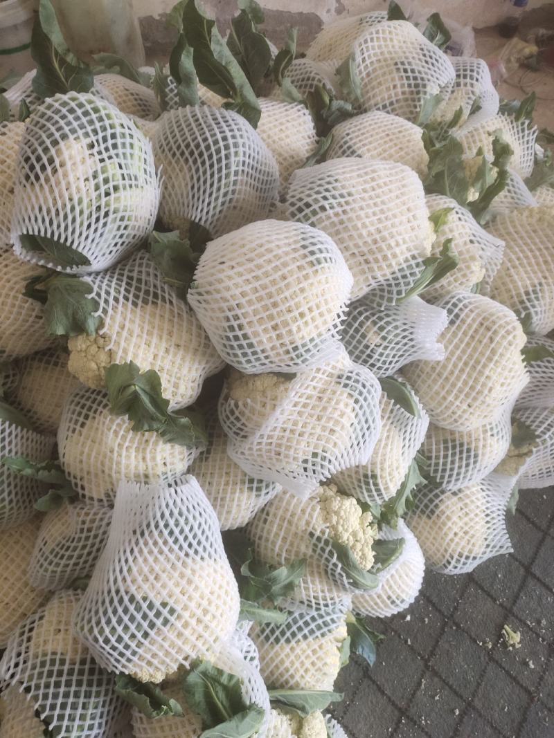 河南开封通许精品散花青梗有机花大量上市中