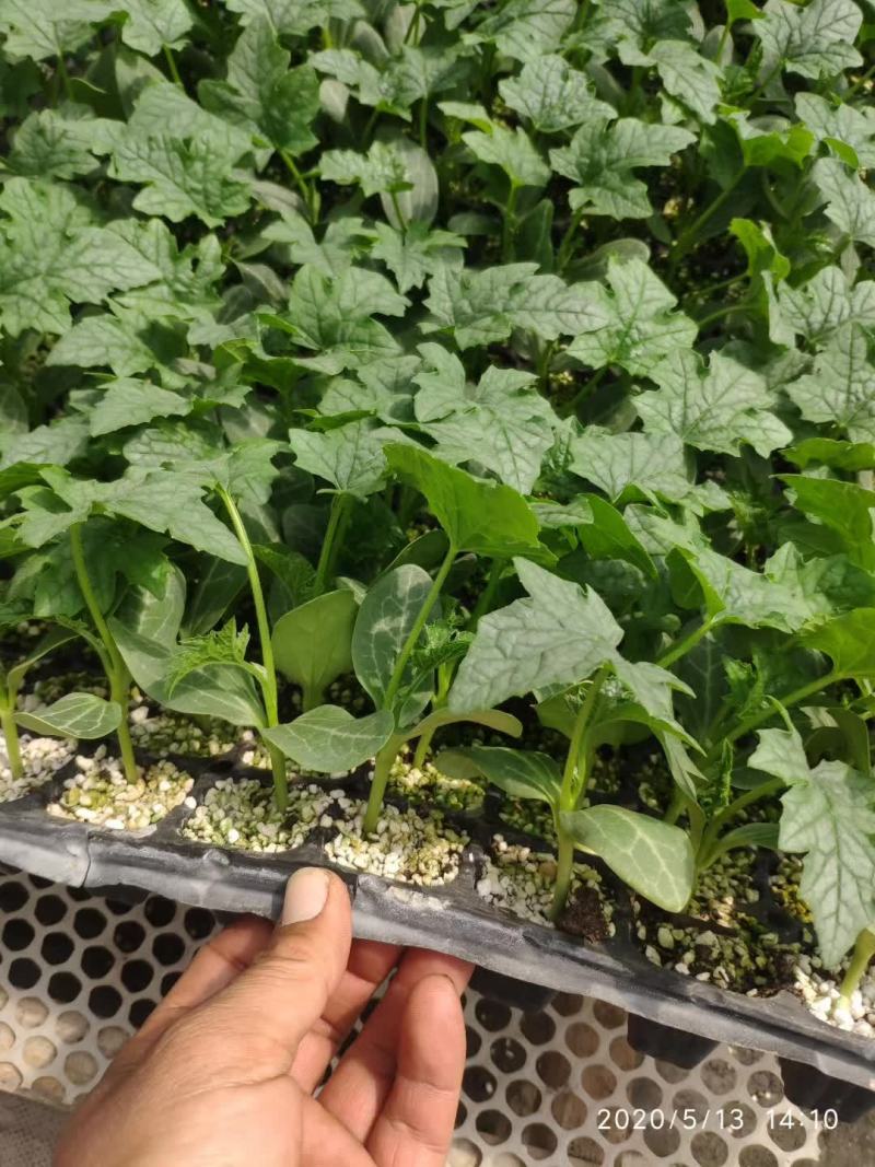嫁接丝瓜砧木丝瓜嫁接砧木种子丝瓜嫁接专用砧木种子