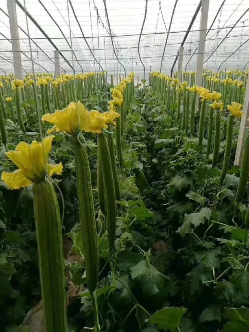 嫁接丝瓜砧木丝瓜嫁接砧木种子丝瓜嫁接专用砧木种子
