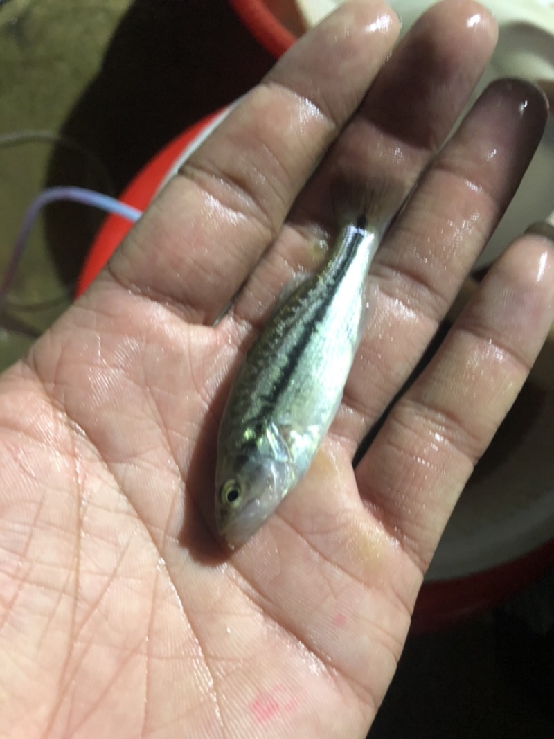 加州鲈鱼苗、技术跟进质量保证+自卵水花、反季水花
