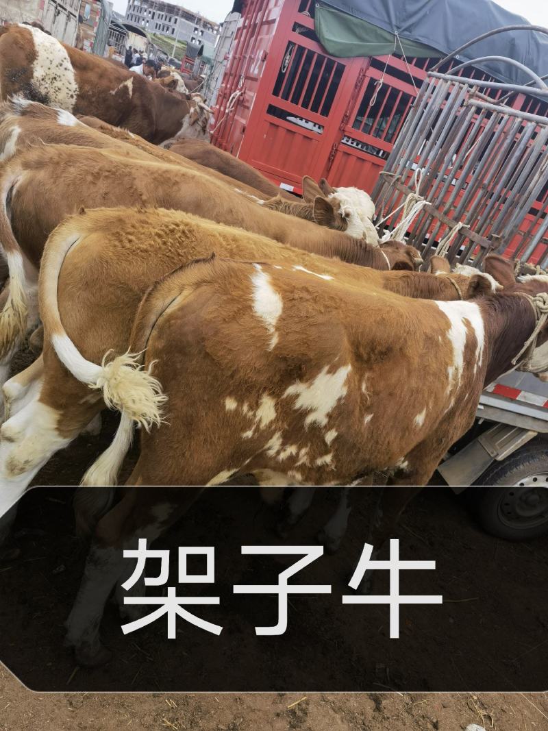 【牛】威宁精品架子牛西门塔尔牛包健康包技术代发全国