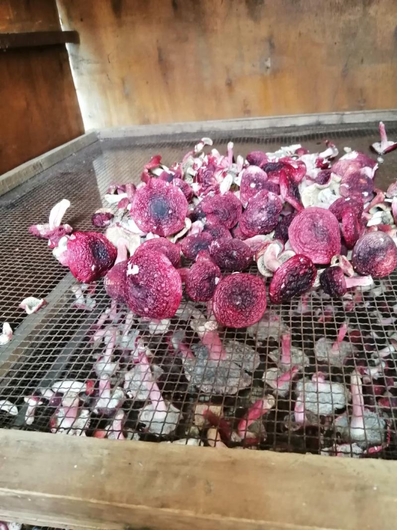 红菇