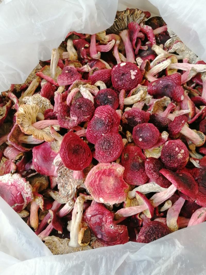 红菇