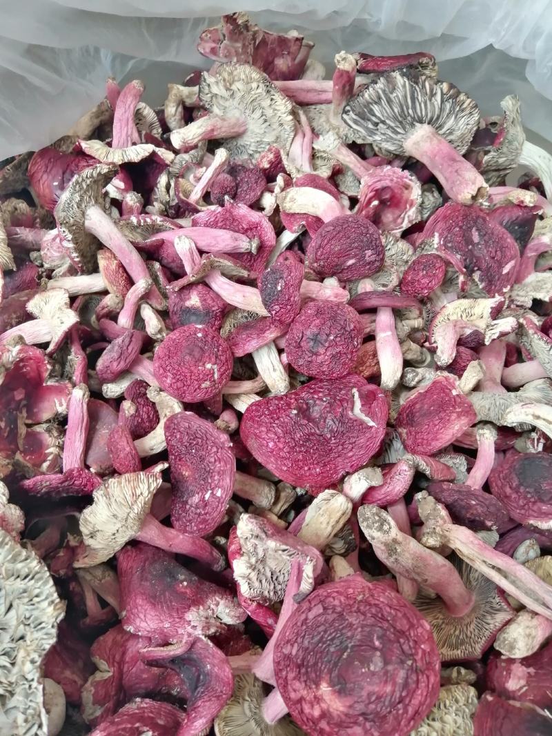红菇