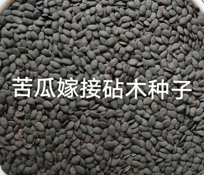 嫁接苦瓜砧木苦瓜嫁接砧木种子苦瓜嫁接专用砧木