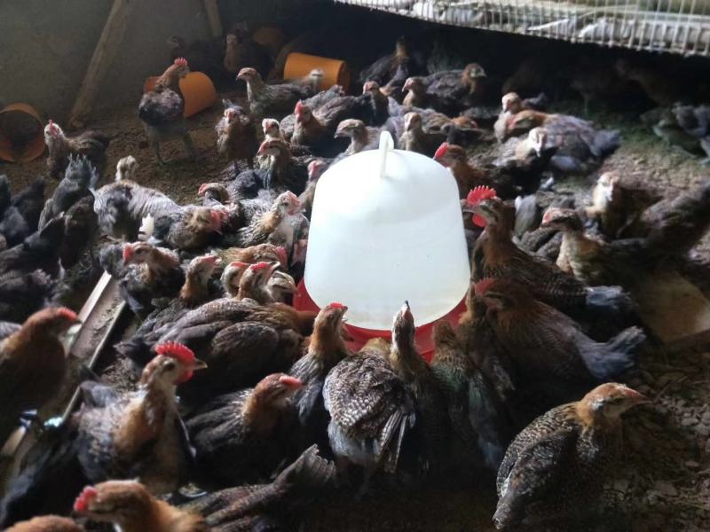 大种脱温红瑶鸡苗、土鸡苗自繁自养，成活率高