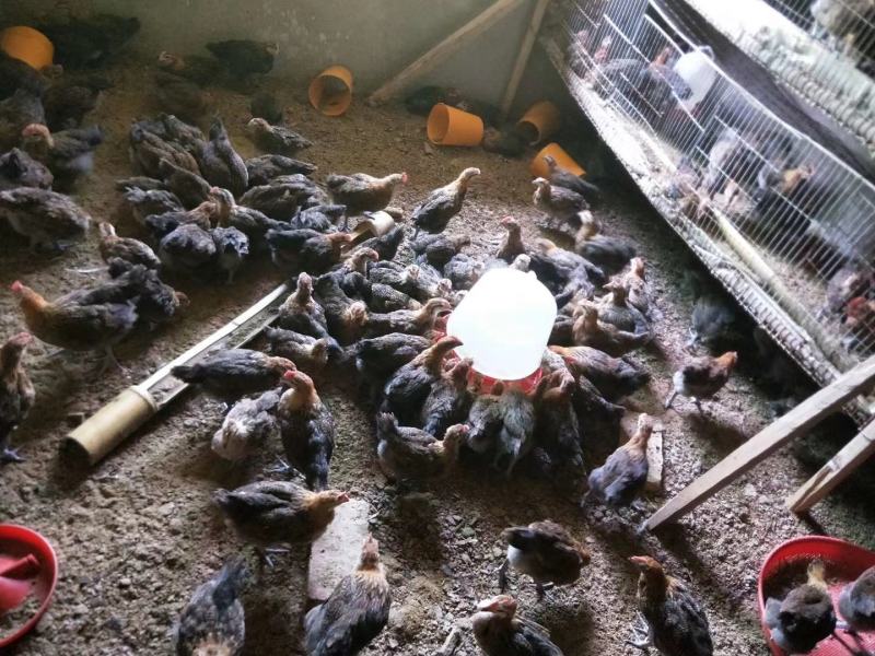 大种脱温红瑶鸡苗、土鸡苗自繁自养，成活率高