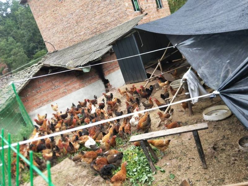 大种脱温红瑶鸡苗、土鸡苗自繁自养，成活率高
