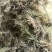 大量出售水苔干货须要购买的联系