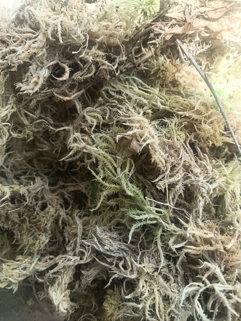 大量出售水苔干货须要购买的联系