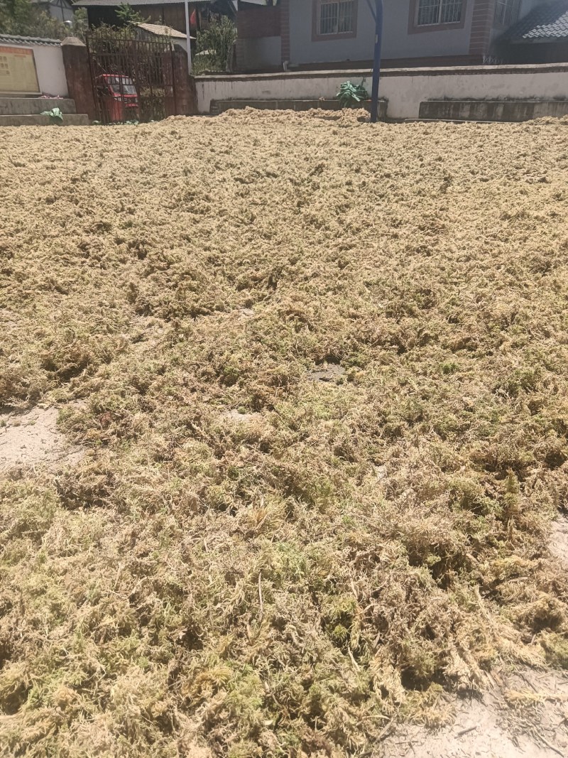 大量出售水苔干货须要购买的联系