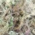 大量出售水苔干货须要购买的联系