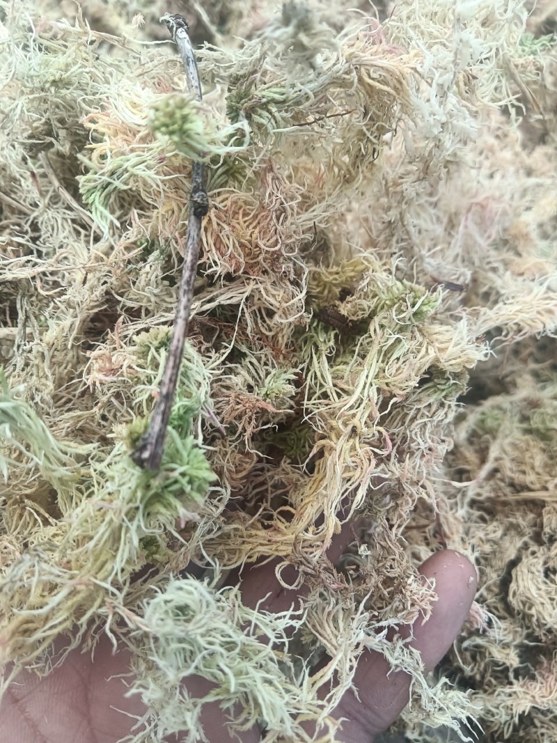 大量出售水苔干货须要购买的联系