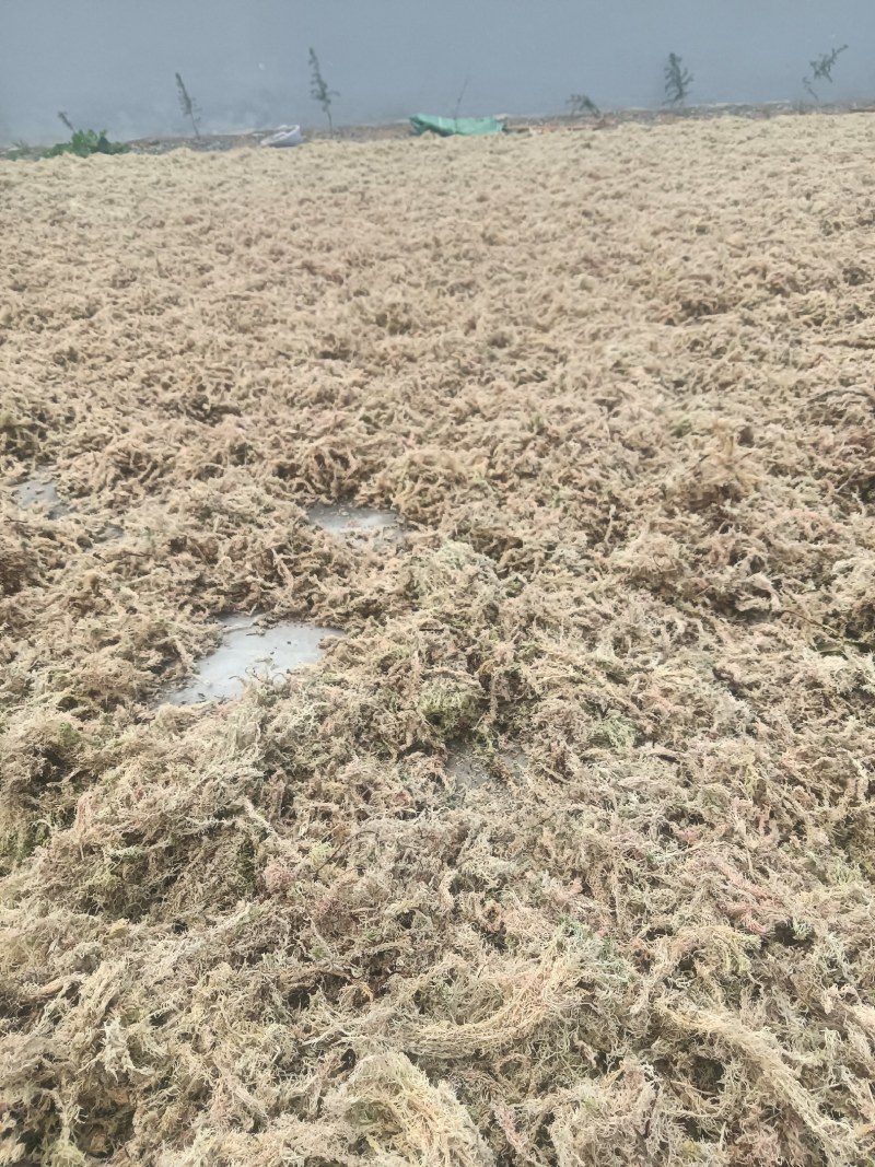 大量出售水苔干货须要购买的联系