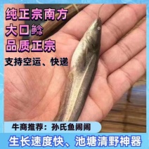 【牛商推荐】南方大口鲶苗、池塘清野神器、一年可达10斤
