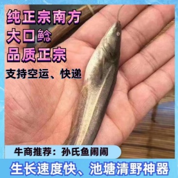 【牛商推荐】南方大口鲶苗、池塘清野神器、一年可达10斤