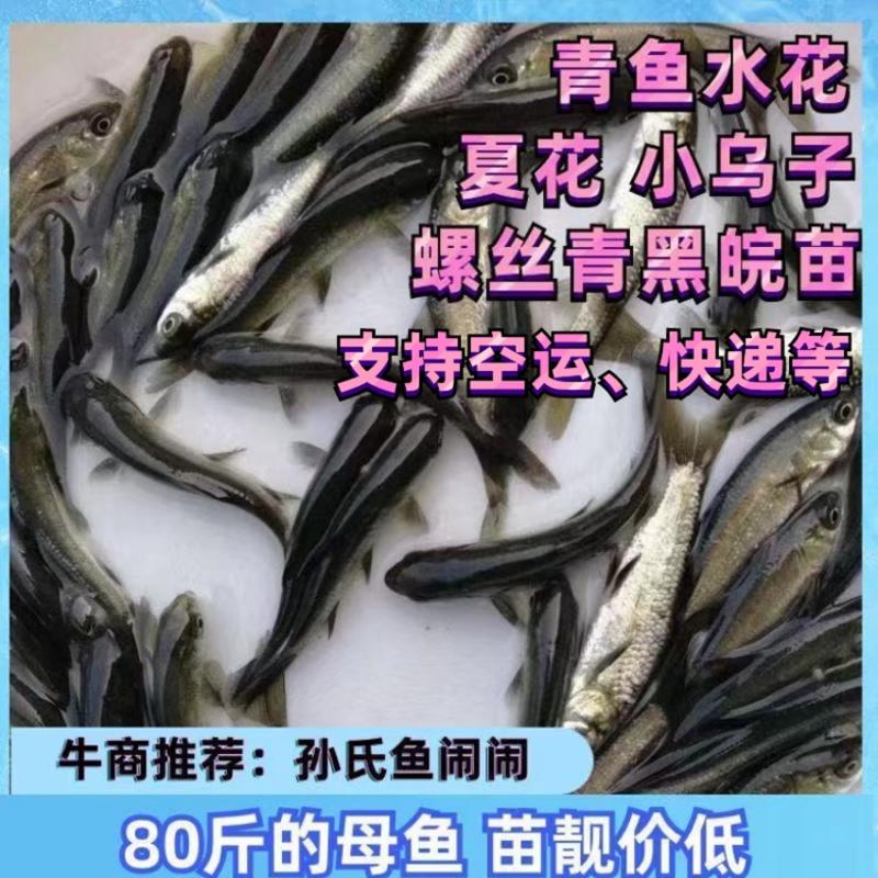 【强烈推荐】湖北青鱼苗、80斤母鱼种水花、夏花、乌子🐯
