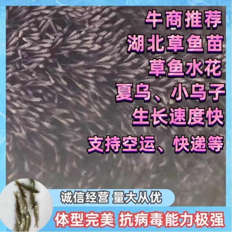 草鱼水花、四大家鱼水花、优质鱼苗、保质保量🔥🔥🔥