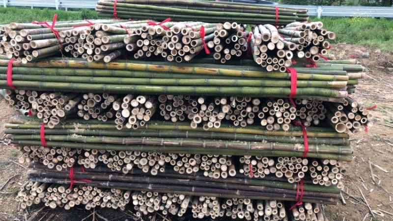 产地一手货源0.9厘米—4米元竹小竹竿毛竹苗木果蔬支撑